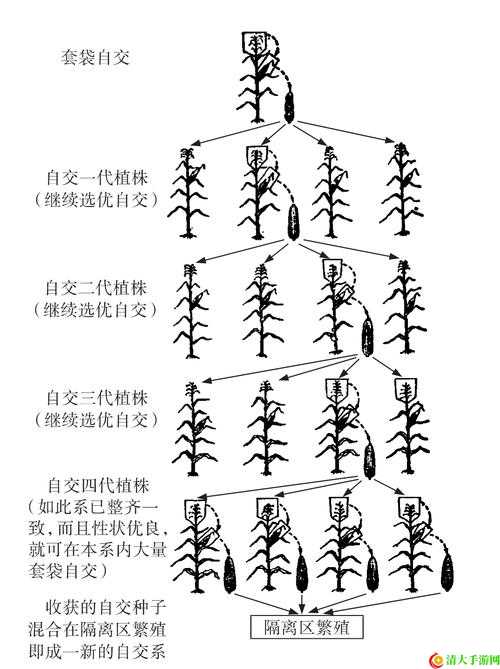 麻豆精产产区差异的奥秘：品种产量与特色全解析